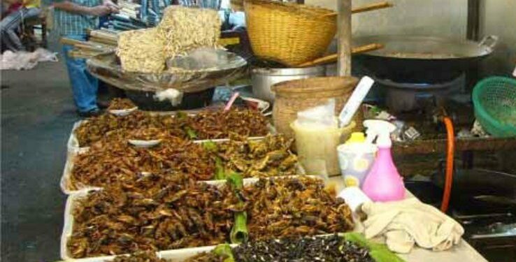 End hunger: A future where insects make up a substantial portion of the world's diet is on the horizon.