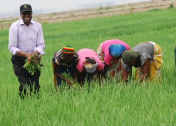 Farming In Benin