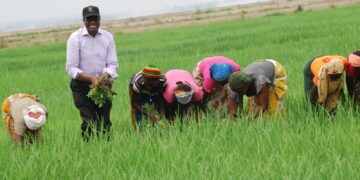 Farming In Benin