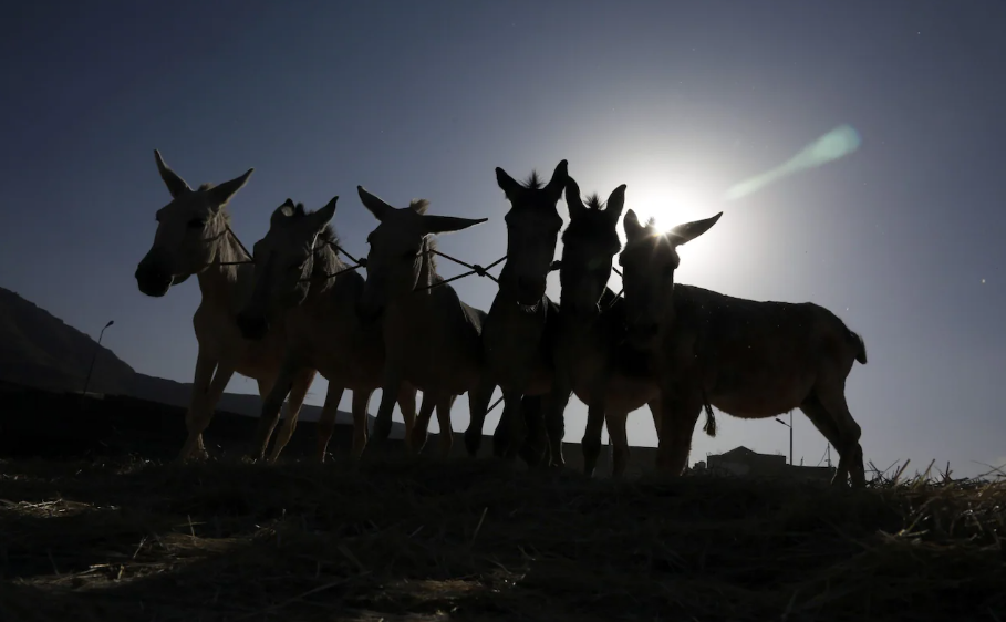 China’s Demand for Africa’s Donkeys Problematic, Due to Illicit Trading