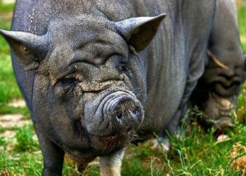 US on The Brink of an Invasion by Giant, Highly Intelligent Pigs