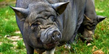 US on The Brink of an Invasion by Giant, Highly Intelligent Pigs