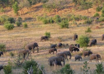Human Wildlife Conflict Still on The Rise Globally