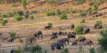 Human Wildlife Conflict Still on The Rise Globally