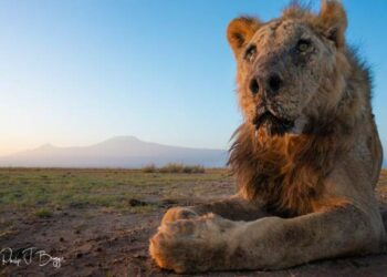 Kenya: Bids Farewell to One of Nairobi’s Oldest Lions