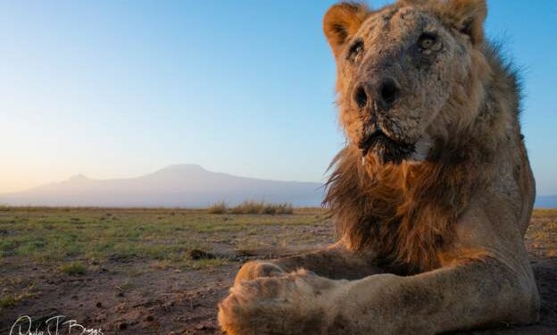 Kenya: Bids Farewell to One of Nairobi’s Oldest Lions