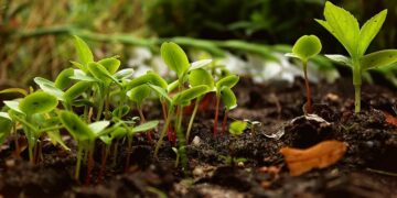 Kenya: Government Recruiting 4,000 Tree Nursery Attendants