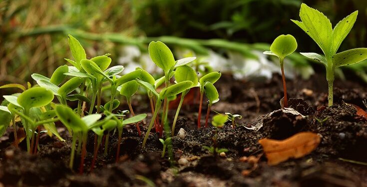Kenya: Government Recruiting 4,000 Tree Nursery Attendants