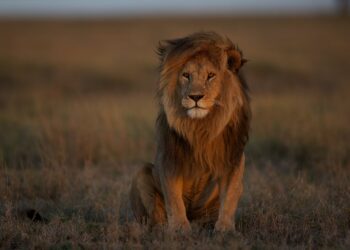 Wild Lion Population Dwindling as 90% Disappear From Historical Habitat
