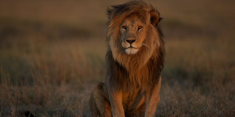 Wild Lion Population Dwindling as 90% Disappear From Historical Habitat