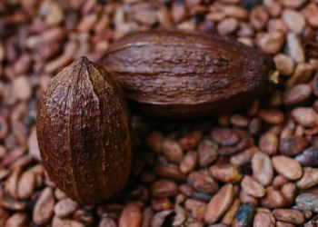 Ghana: Government Announces Significant Increase in Cocoa Prices Season