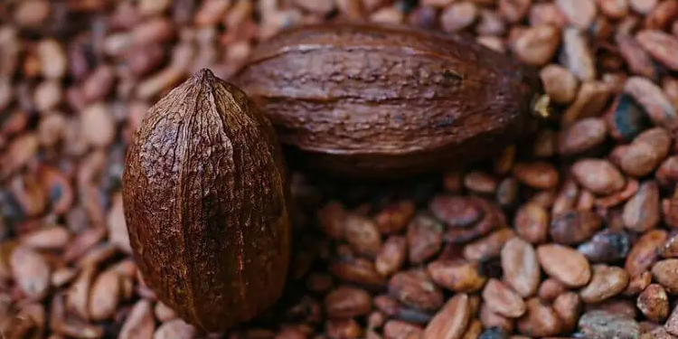 Ghana: Government Announces Significant Increase in Cocoa Prices Season