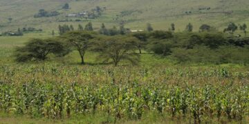 Kenya: Govt Set to Ban Wheat, Maize Imports to Protect Local Farmers