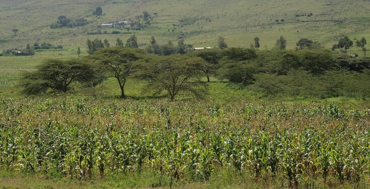 Kenya: Govt Set to Ban Wheat, Maize Imports to Protect Local Farmers