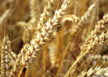 Ethiopia Plans to Cover 3mln. Hectares With Irrigated Wheat