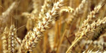 Ethiopia Plans to Cover 3mln. Hectares With Irrigated Wheat