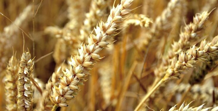 Ethiopia Plans to Cover 3mln. Hectares With Irrigated Wheat