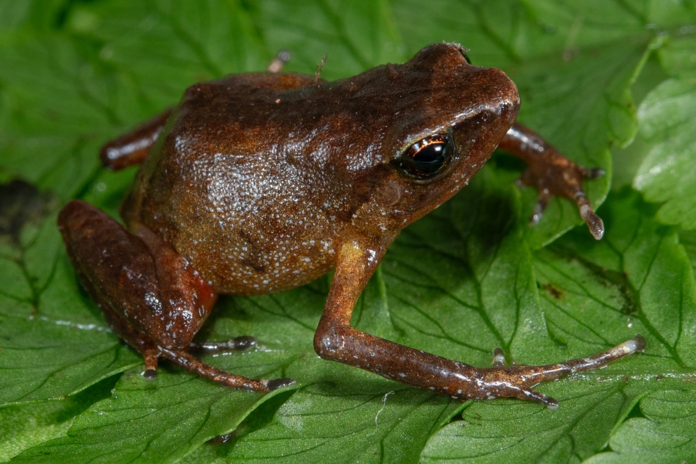Exclusive Discovery of Tiny Frog Species in Rwanda