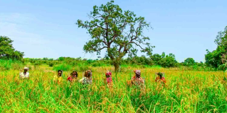DRC: African Development Bank Unveils Ambitious 2023-2028 Country Strategy Paper Focused on Industrialization and Employment