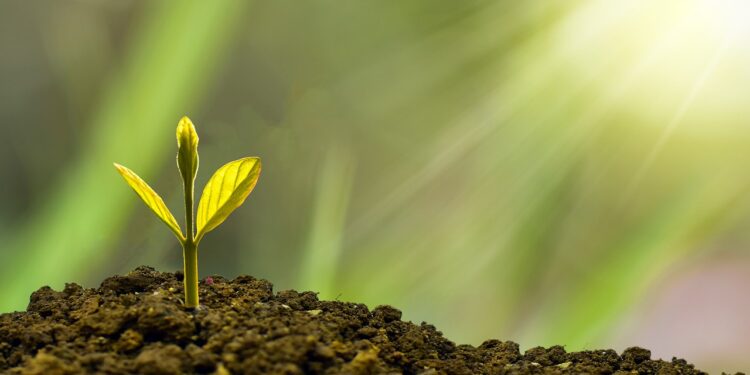 Egypt's Green Revolution: 500K Trees Planted in Rural Villages under 100 Million Trees Initiative