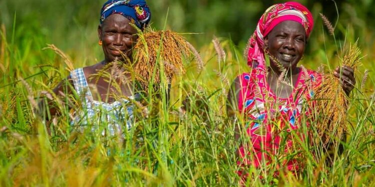 Guinea, Senegal, and Togo receive support for green agricultura