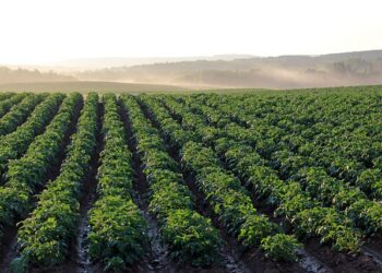 Togo: smart biopesticides set to revolutionize agriculture.