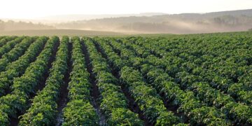 Togo: smart biopesticides set to revolutionize agriculture.