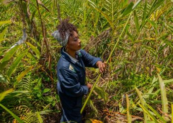 Madagascar: That's how it is the rural economy is transforming