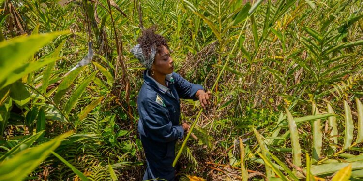 Madagascar: That's how it is the rural economy is transforming