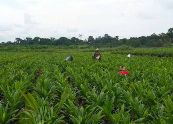 From soil to prosperity: Nigeria cultivates its future