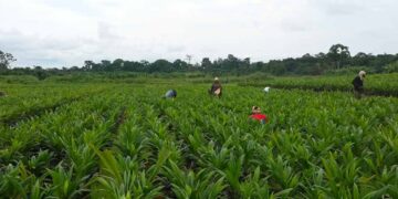 From soil to prosperity: Nigeria cultivates its future