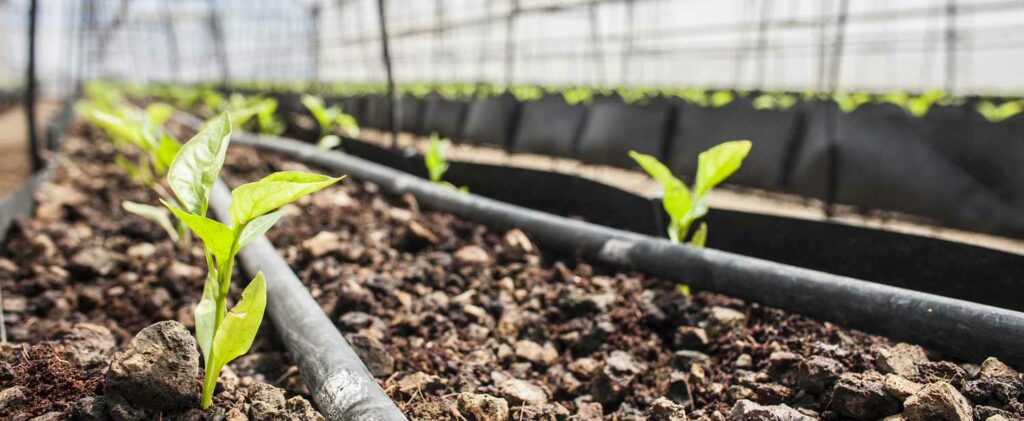 Burkina Faso: how a school garden transformed a community