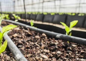 Burkina Faso: how a school garden transformed a community