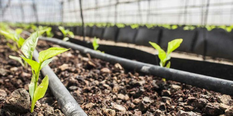 Burkina Faso: how a school garden transformed a community