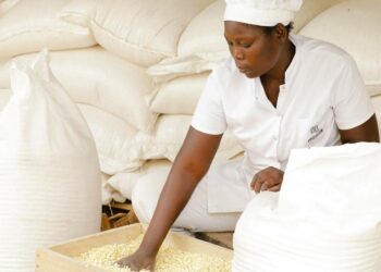 Togo: $44 million mobilized to transform youth agricultura