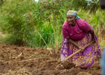 Kenya: a business blossoming from the soil