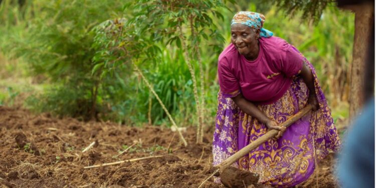 Kenya: a business blossoming from the soil