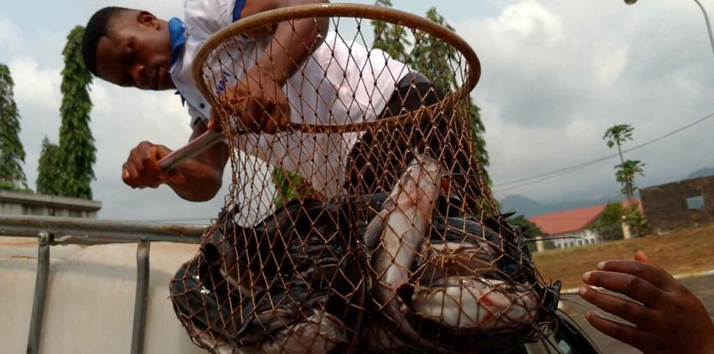 Cameroon strengthens fish farming with 280 trained farmers and renewed markets