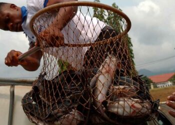 Cameroon strengthens fish farming with 280 trained farmers and renewed markets