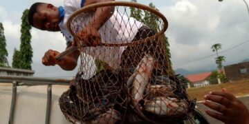 Cameroon strengthens fish farming with 280 trained farmers and renewed markets