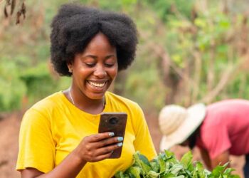 Nigeria's Wheat Success: Program Lifts Farmers, Cuts Imports 