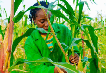 São Tomé invests $18.9 Million in irrigation, water, and agricultural resilience