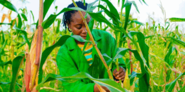 São Tomé invests $18.9 Million in irrigation, water, and agricultural resilience