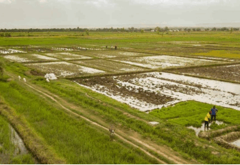 Sierra Leone cultivates its own agricultural renaissance