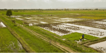 Sierra Leone cultivates its own agricultural renaissance