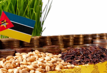 Mozambique bets on local rice to empower 30,000 smallholder farmers