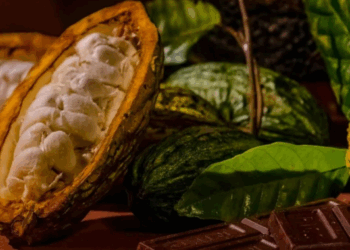 Côte d’Ivoire strengthens its cocoa leadership in Africa