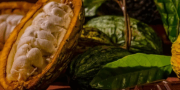Côte d’Ivoire strengthens its cocoa leadership in Africa