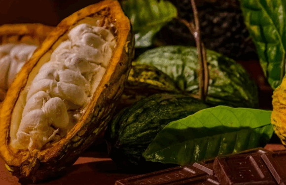 Côte d’Ivoire strengthens its cocoa leadership in Africa