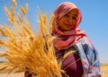 Sudan: Displaced women turn crisis into thriving agricultural ventures
